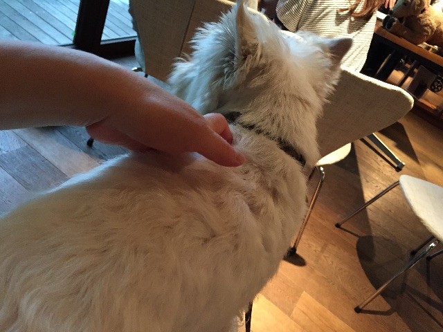 f:id:kobumakidays:20150628141319j:image f:id:kobumakidays:20150628141319j:image