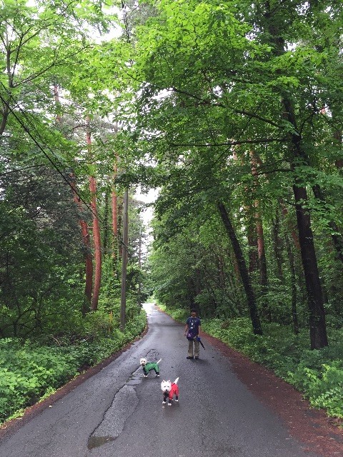 f:id:kobumakidays:20150628142933j:image f:id:kobumakidays:20150628142933j:image