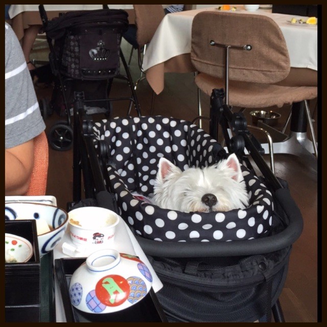 f:id:kobumakidays:20150628143353j:image f:id:kobumakidays:20150628143353j:image