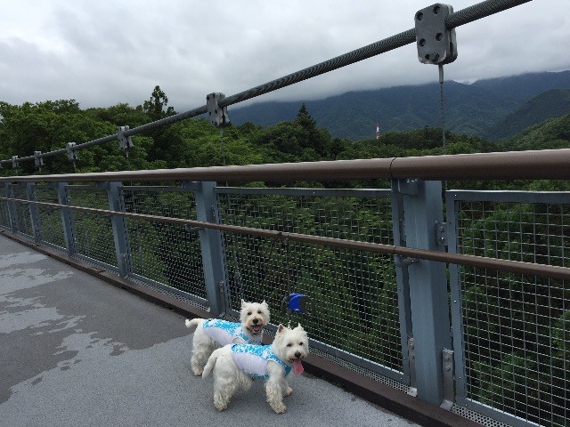 f:id:kobumakidays:20150628143622j:image f:id:kobumakidays:20150628143622j:image