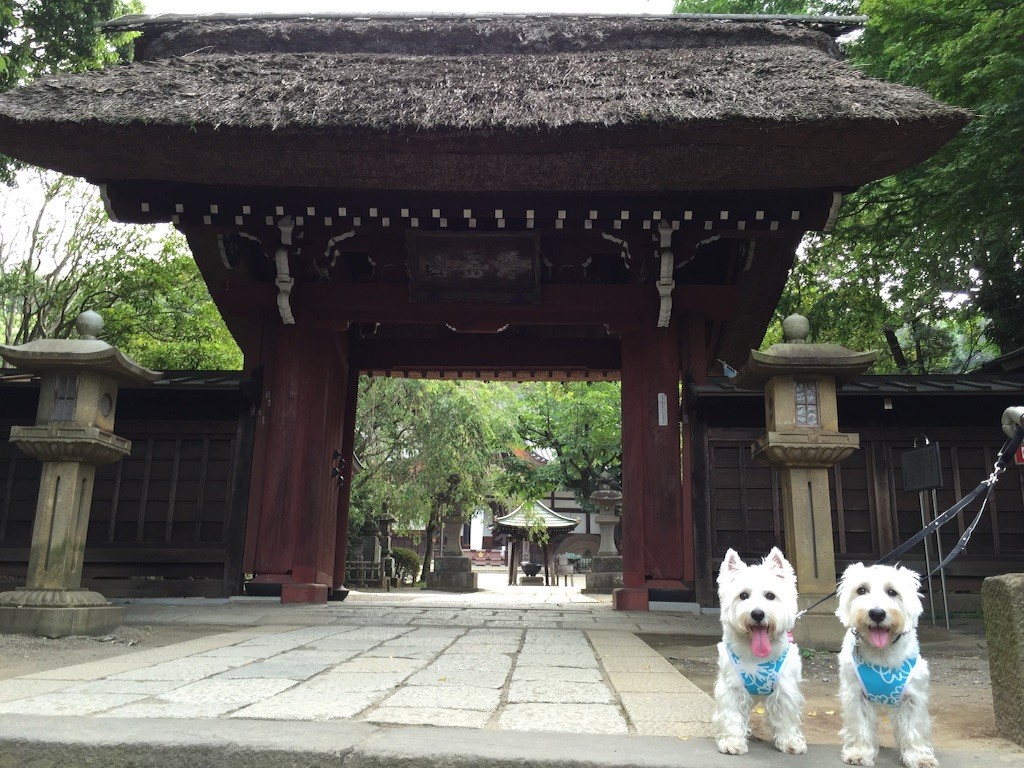 f:id:kobumakidays:20150729164512j:image f:id:kobumakidays:20150729164512j:image