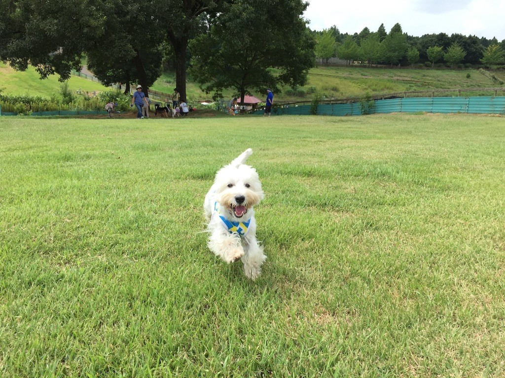 f:id:kobumakidays:20150809223525j:image f:id:kobumakidays:20150809223525j:image