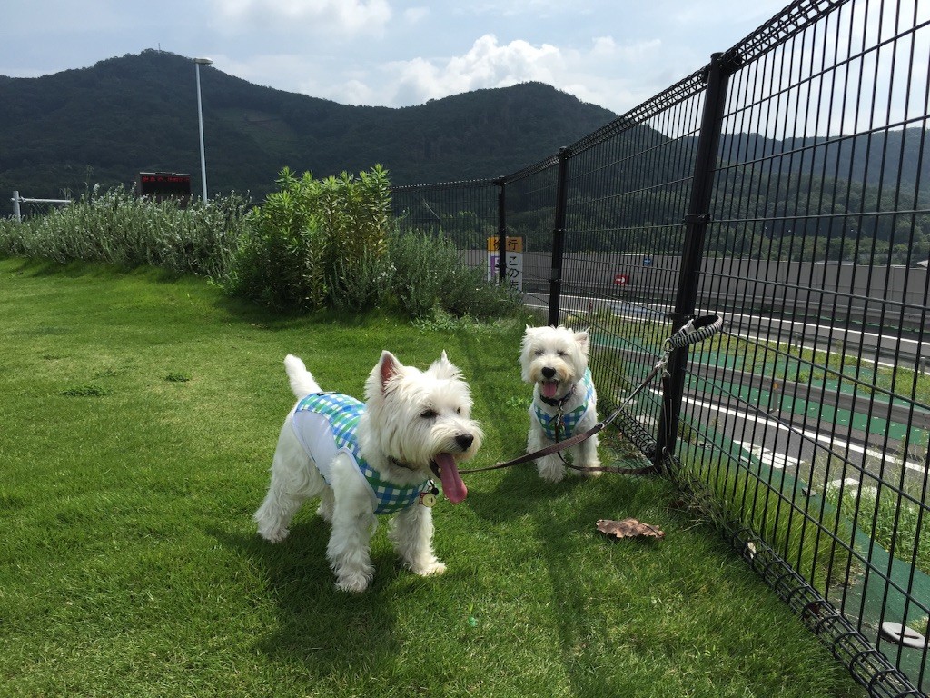 f:id:kobumakidays:20150907085428j:image f:id:kobumakidays:20150907085428j:image