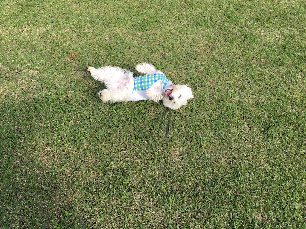 f:id:kobumakidays:20150907091138j:image f:id:kobumakidays:20150907091138j:image