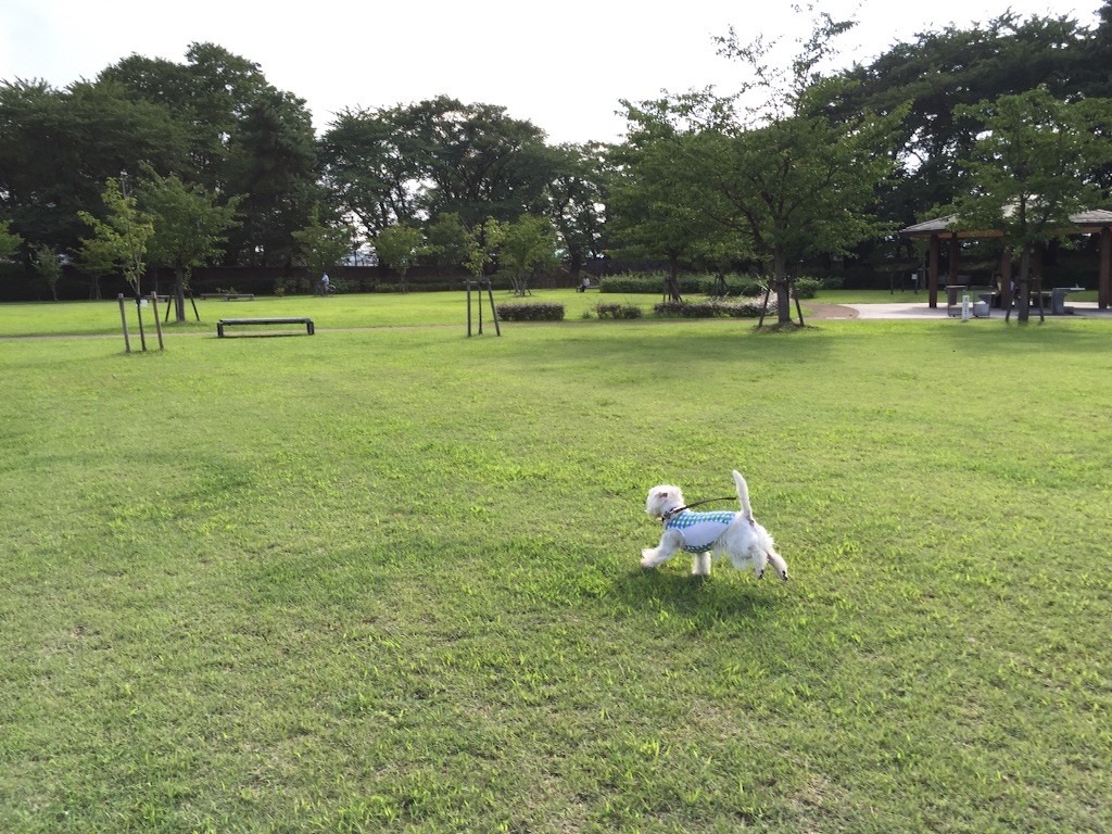 f:id:kobumakidays:20150907091212j:image f:id:kobumakidays:20150907091212j:image