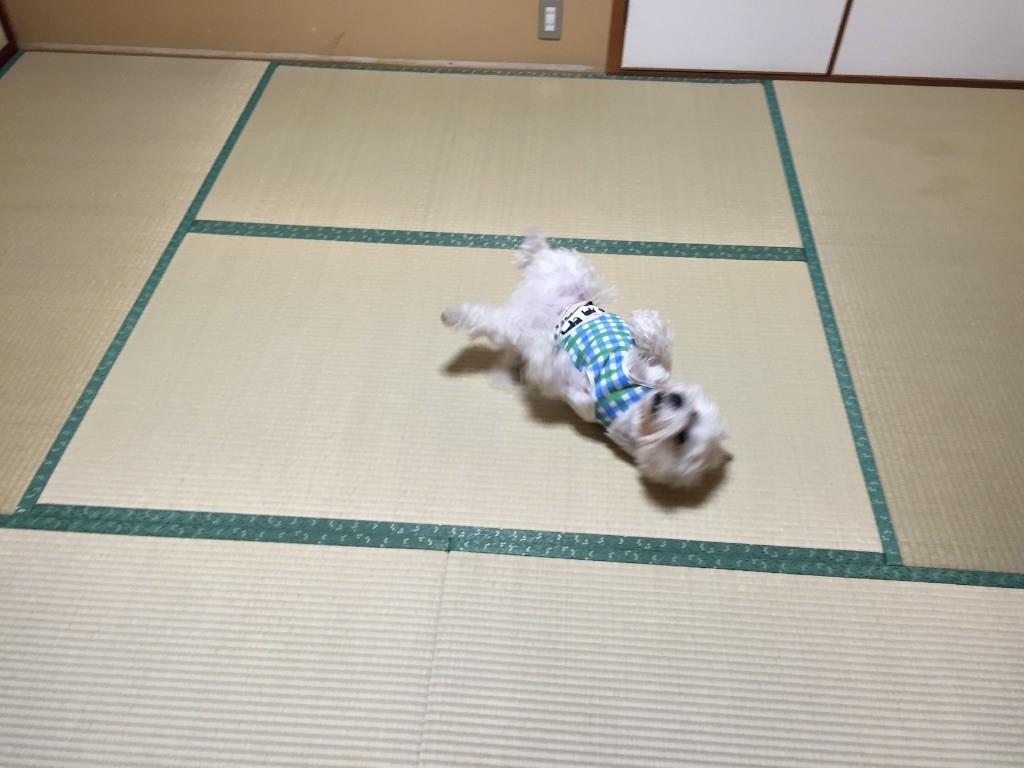 f:id:kobumakidays:20150907091801j:image f:id:kobumakidays:20150907091801j:image