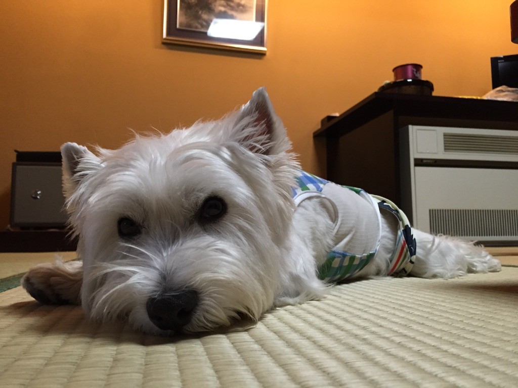 f:id:kobumakidays:20150907091824j:image f:id:kobumakidays:20150907091824j:image