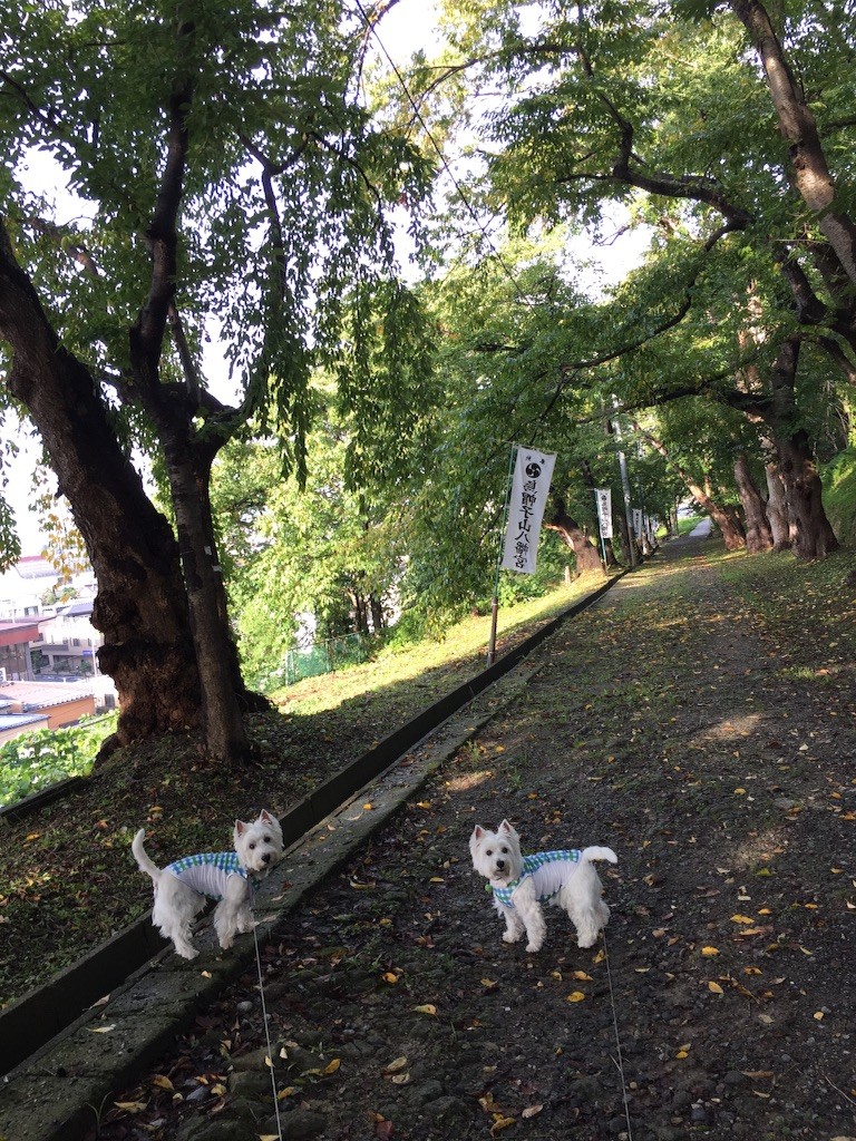 f:id:kobumakidays:20150914085010j:image f:id:kobumakidays:20150914085010j:image