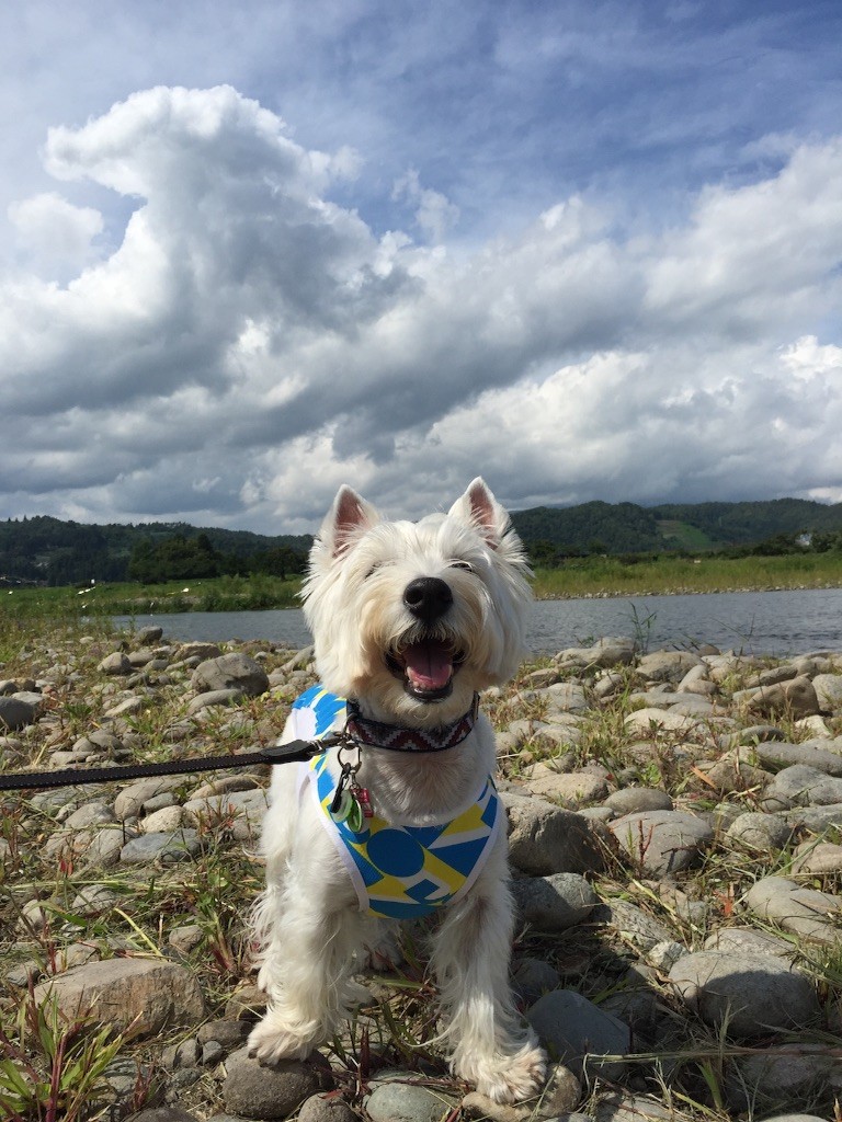 f:id:kobumakidays:20150914085949j:image f:id:kobumakidays:20150914085949j:image
