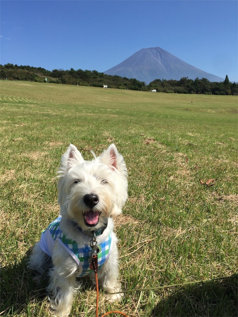 f:id:kobumakidays:20151011081749j:image f:id:kobumakidays:20151011081749j:image