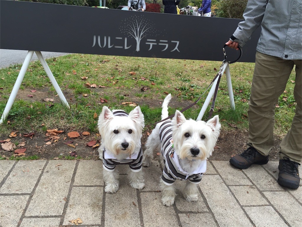 f:id:kobumakidays:20151019201424j:image f:id:kobumakidays:20151019201424j:image
