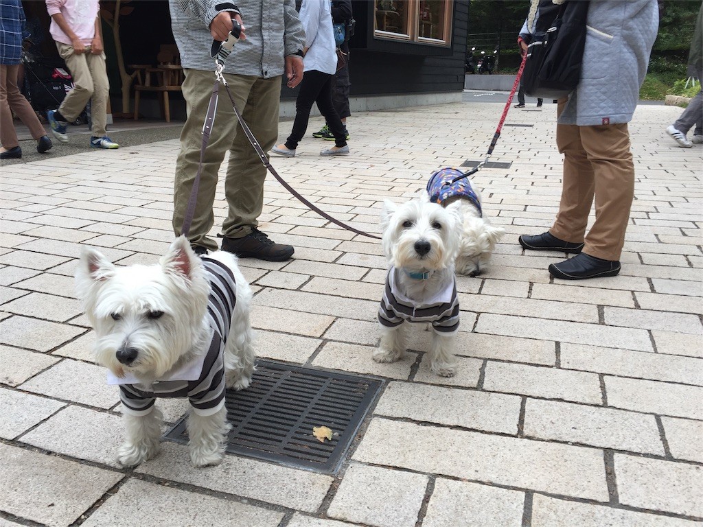 f:id:kobumakidays:20151019201521j:image f:id:kobumakidays:20151019201521j:image