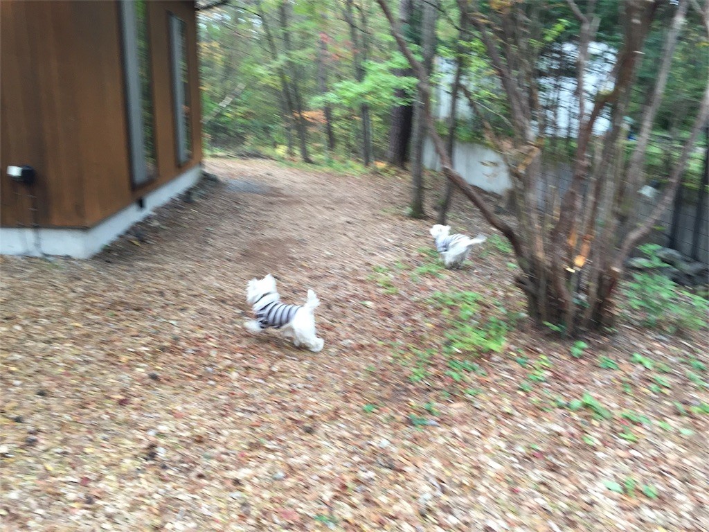f:id:kobumakidays:20151019201657j:image f:id:kobumakidays:20151019201657j:image