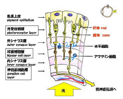 f:id:kocho-3:20160508140502p:plain
