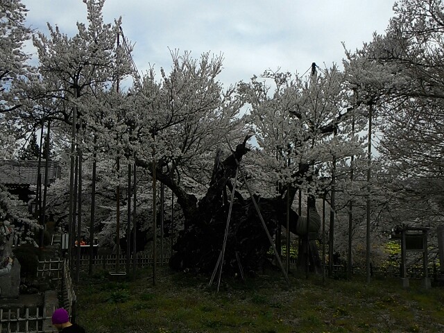 f:id:kodokunoguruman:20160408201423j:image f:id:kodokunoguruman:20160408201423j:image