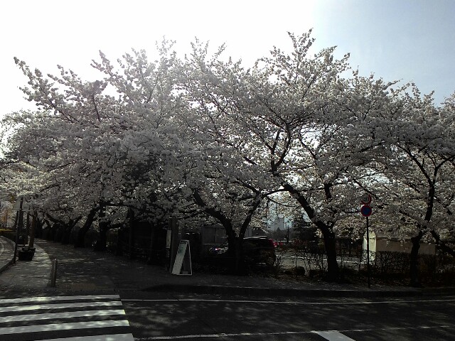f:id:kodokunoguruman:20160409203409j:image f:id:kodokunoguruman:20160409203409j:image