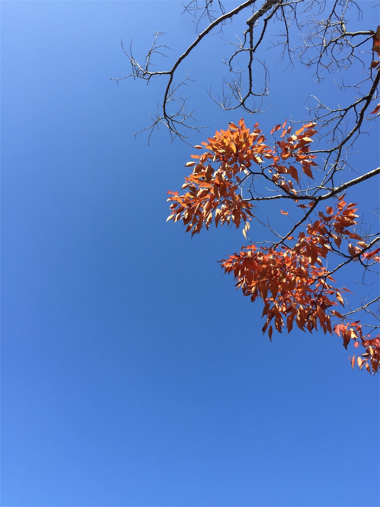 f:id:kodomotatinoegao:20151230220701j:image f:id:kodomotatinoegao:20151230220701j:image