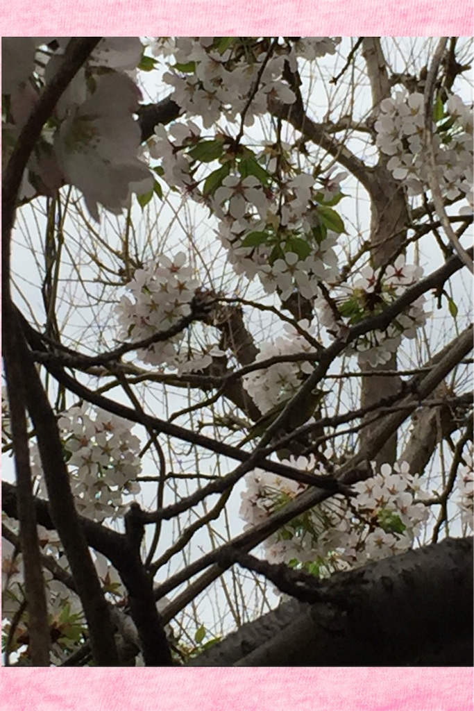 f:id:koebi_z:20160408071608j:image f:id:koebi_z:20160408071608j:image