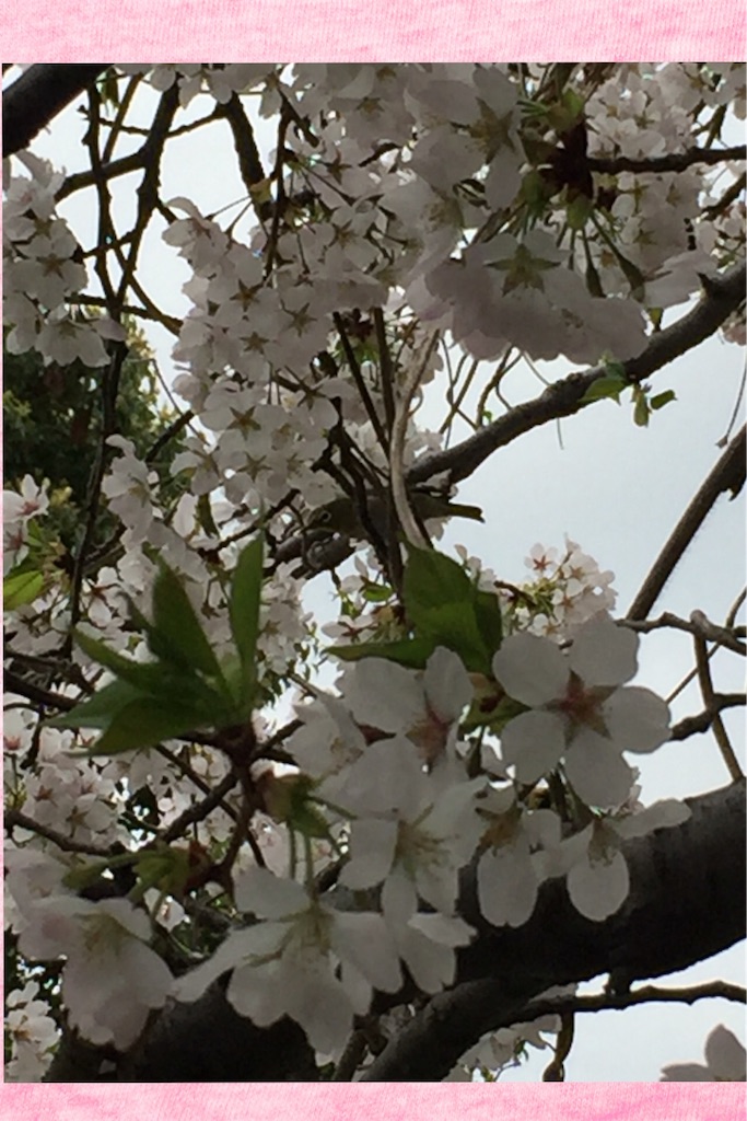f:id:koebi_z:20160408071953j:image f:id:koebi_z:20160408071953j:image