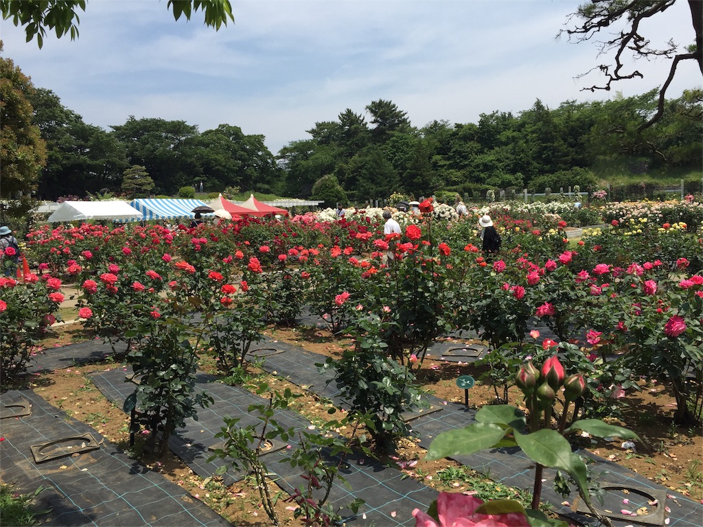 f:id:koebi_z:20160526121952j:image f:id:koebi_z:20160526121952j:image