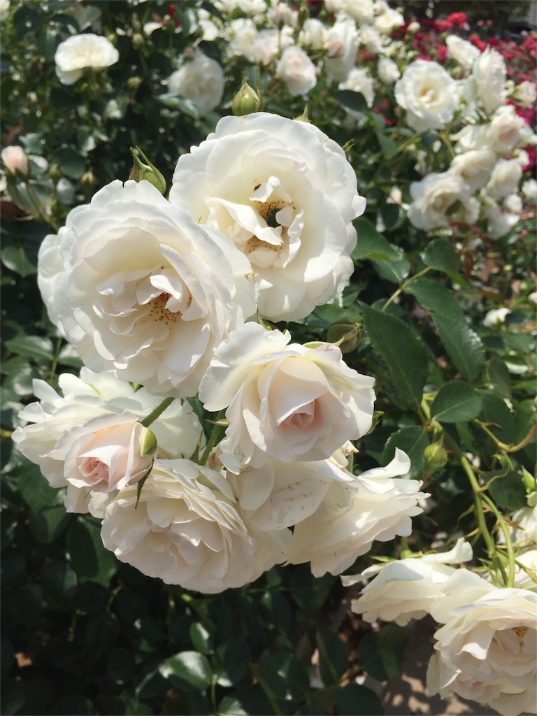 f:id:koebi_z:20160526122150j:image f:id:koebi_z:20160526122150j:image