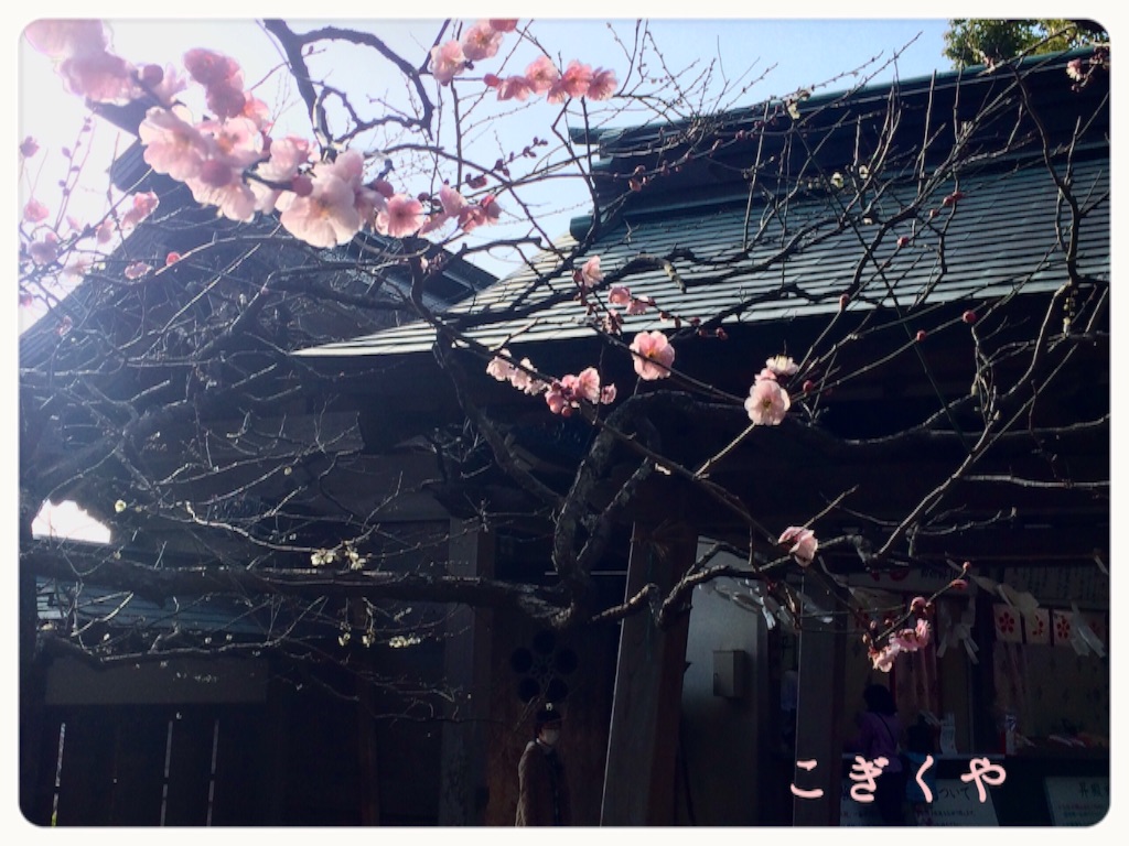 f:id:kogikuya:20160217204606j:image f:id:kogikuya:20160217204606j:image