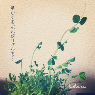 f:id:koharu000:20130528215812j:plain f:id:koharu000:20130528215812j:plain