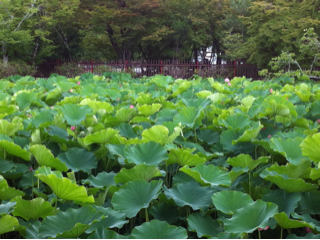 f:id:koharu000:20130725133143j:plain f:id:koharu000:20130725133143j:plain