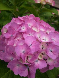 f:id:koharuneko:20160608123826j:image f:id:koharuneko:20160608123826j:image