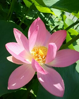 f:id:koharuneko:20160611124656j:image f:id:koharuneko:20160611124656j:image