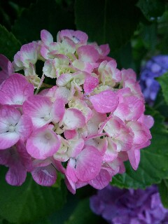f:id:koharuneko:20160622175542j:image f:id:koharuneko:20160622175542j:image