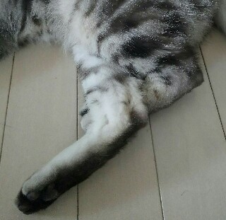f:id:koharuneko:20160705052719j:image f:id:koharuneko:20160705052719j:image