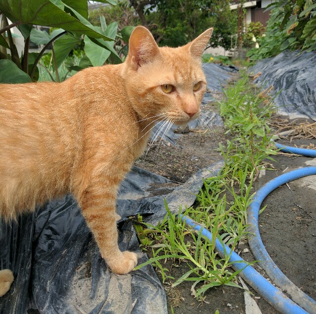 f:id:koji007:20160619053930j:image f:id:koji007:20160619053930j:image