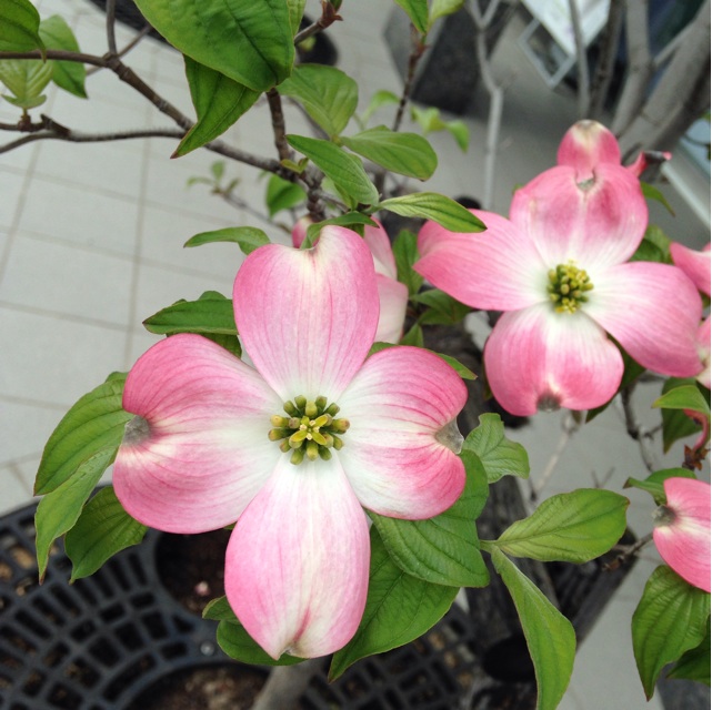 f:id:kokisin:20140418200917j:plain f:id:kokisin:20140418200917j:plain