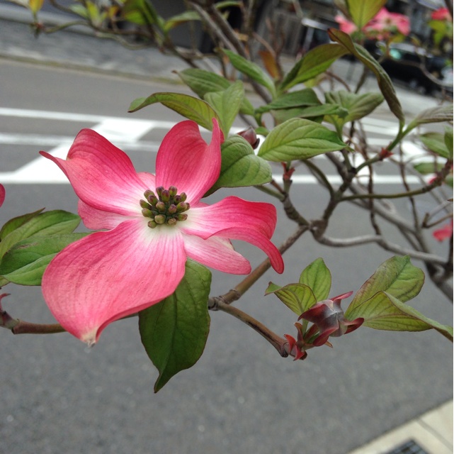 f:id:kokisin:20140418201001j:plain f:id:kokisin:20140418201001j:plain