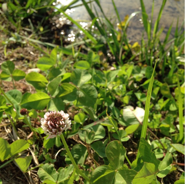 f:id:kokisin:20140514235654j:plain f:id:kokisin:20140514235654j:plain