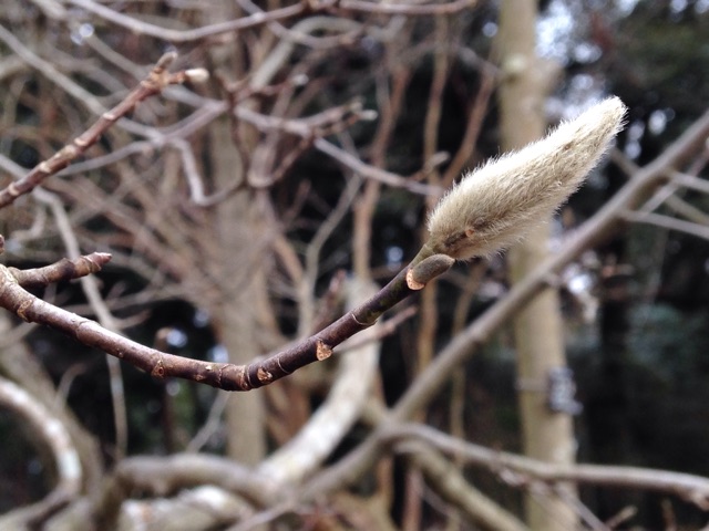 f:id:kokisin:20150124001413j:plain f:id:kokisin:20150124001413j:plain