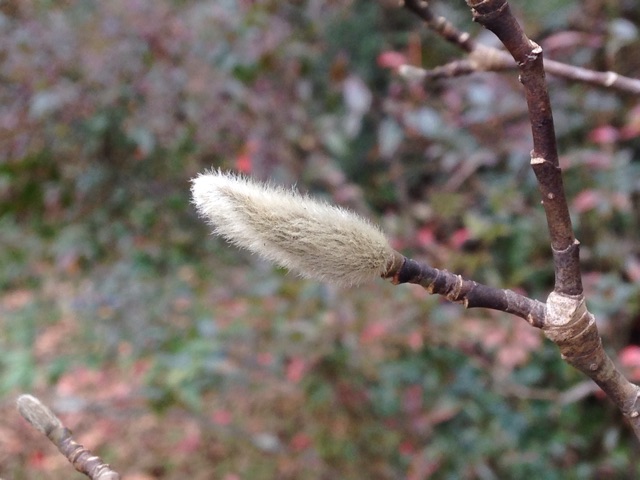 f:id:kokisin:20150124001439j:plain f:id:kokisin:20150124001439j:plain