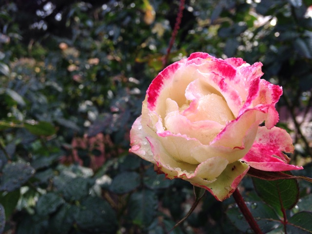 f:id:kokisin:20150129012558j:plain f:id:kokisin:20150129012558j:plain