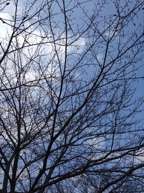 f:id:kokisin:20150314222409j:plain f:id:kokisin:20150314222409j:plain