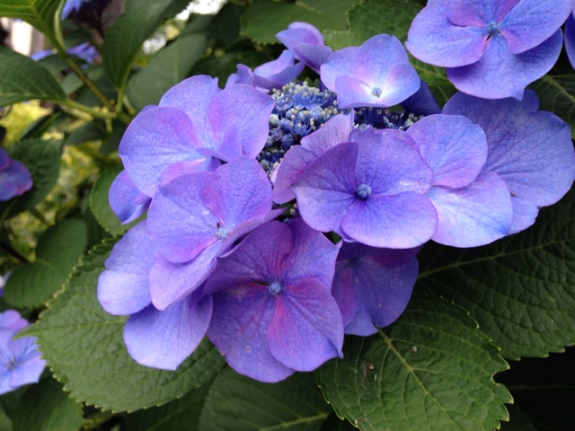 f:id:kokisin:20150704190247j:plain f:id:kokisin:20150704190247j:plain
