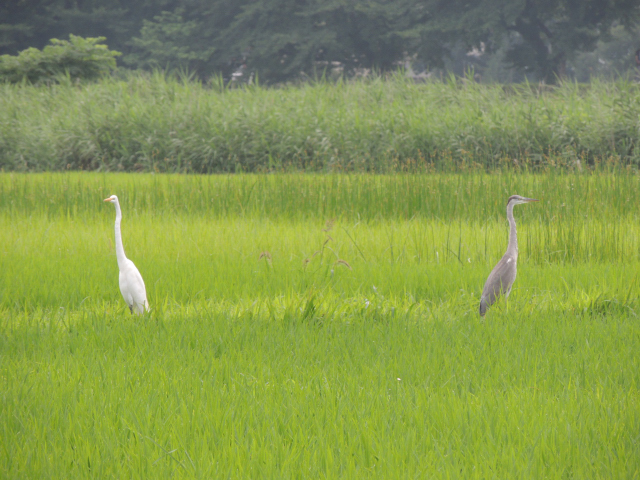 f:id:kokko818:20140726213744j:plain f:id:kokko818:20140726213744j:plain