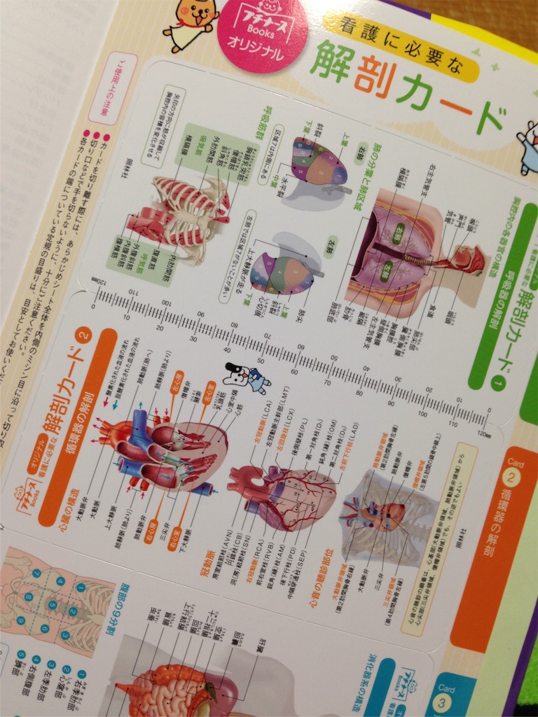 f:id:kokobiology0626:20160306191910j:image f:id:kokobiology0626:20160306191910j:image