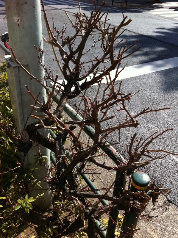 f:id:komarius:20120217123838j:image:w200 f:id:komarius:20120217123838j:image:w200