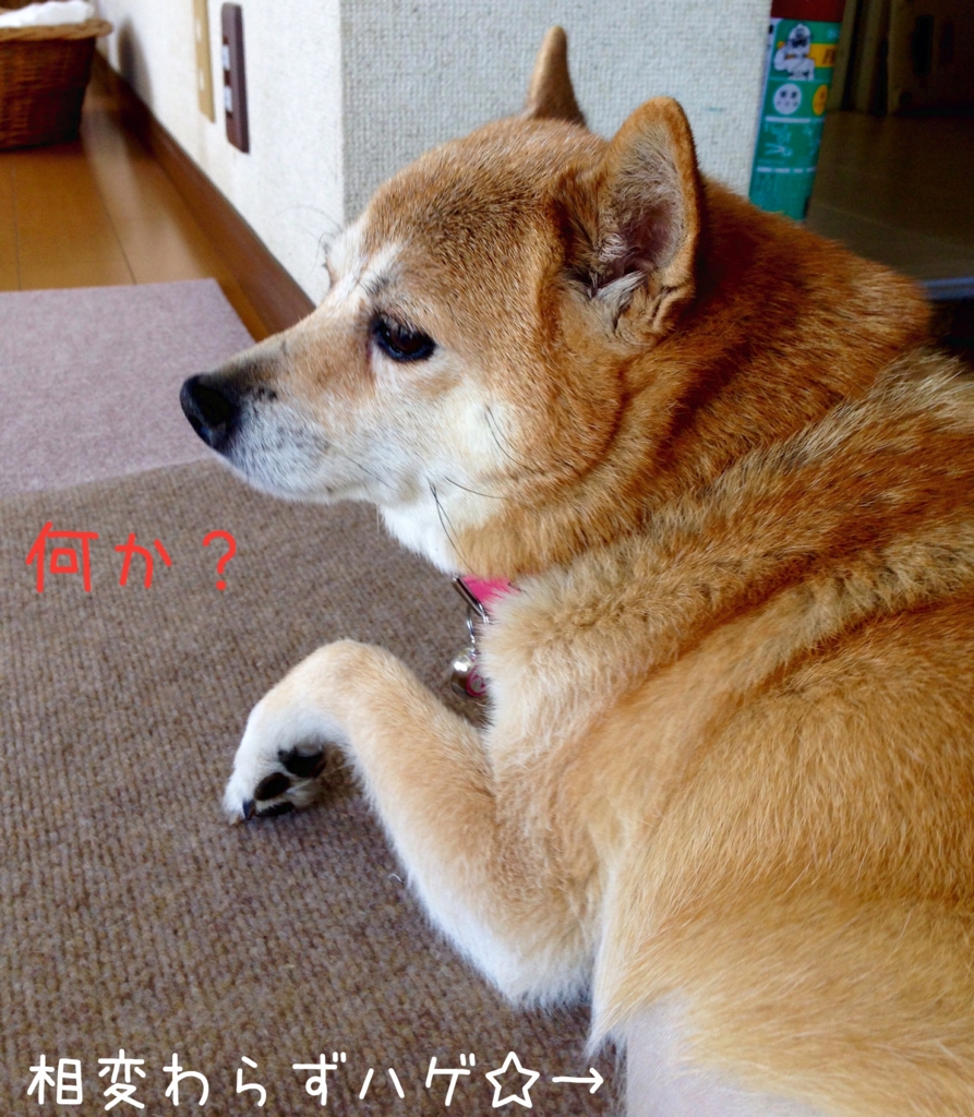 f:id:komgon:20160612152126j:plain f:id:komgon:20160612152126j:plain