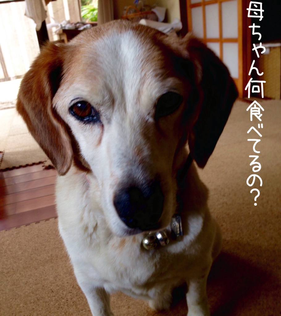 f:id:komgon:20160612152428j:plain f:id:komgon:20160612152428j:plain