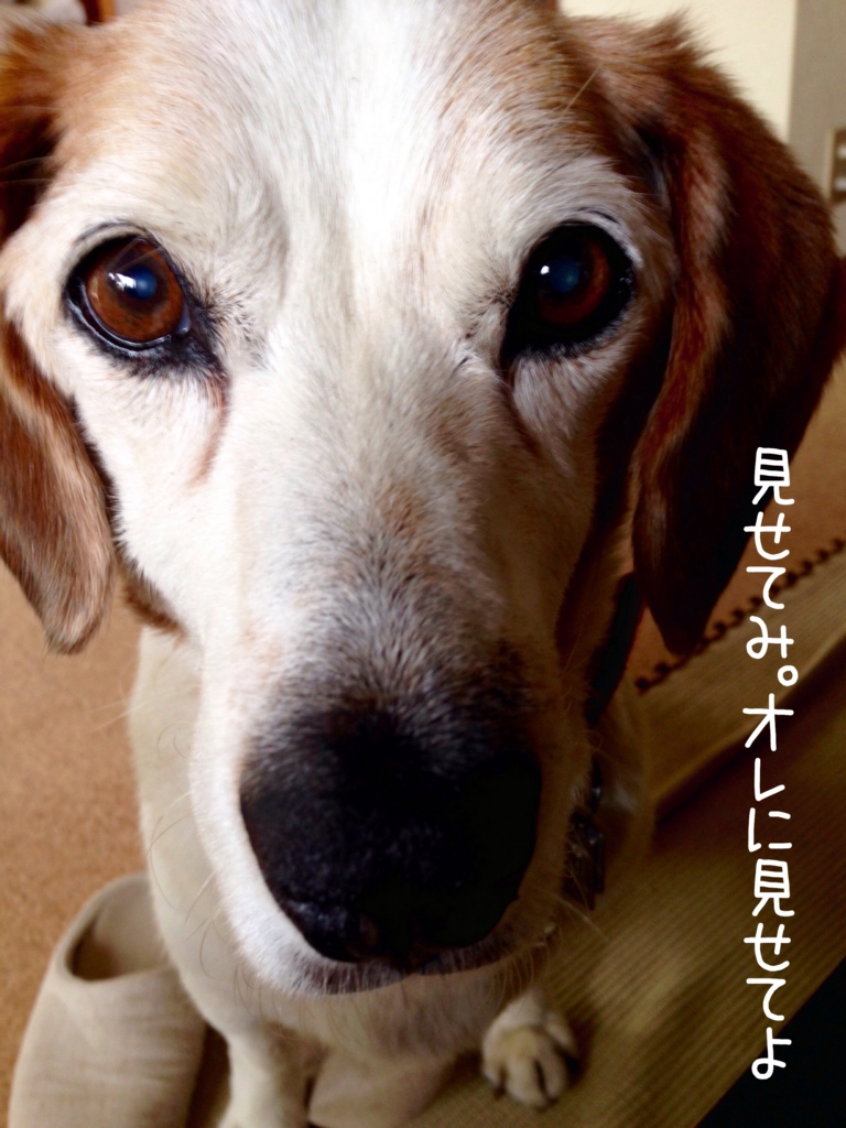 f:id:komgon:20160612152610j:plain f:id:komgon:20160612152610j:plain