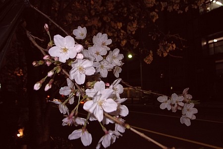 f:id:kon-kon:20070329224225j:image f:id:kon-kon:20070329224225j:image