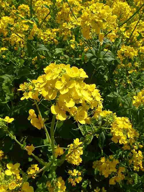 f:id:kon-kon:20120320110857j:image f:id:kon-kon:20120320110857j:image