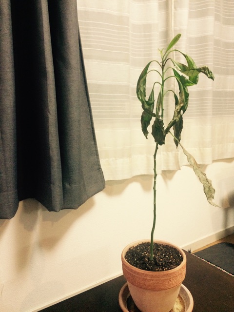 f:id:konagona1050:20150311190917j:plain f:id:konagona1050:20150311190917j:plain